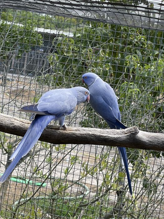 Casal Ring neck violeta