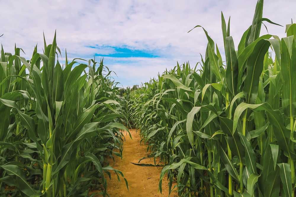 obornik kurzy granulowany ROLPOWER,  PRODUCENT !!!