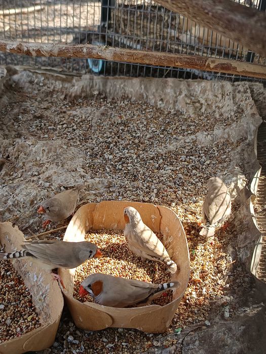 Mandarins - Machos e Fêmeas - Ótimos Reprodutores