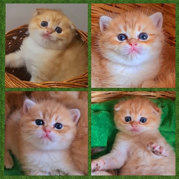 Бомбезные котята у нас!Золотая шиншилла