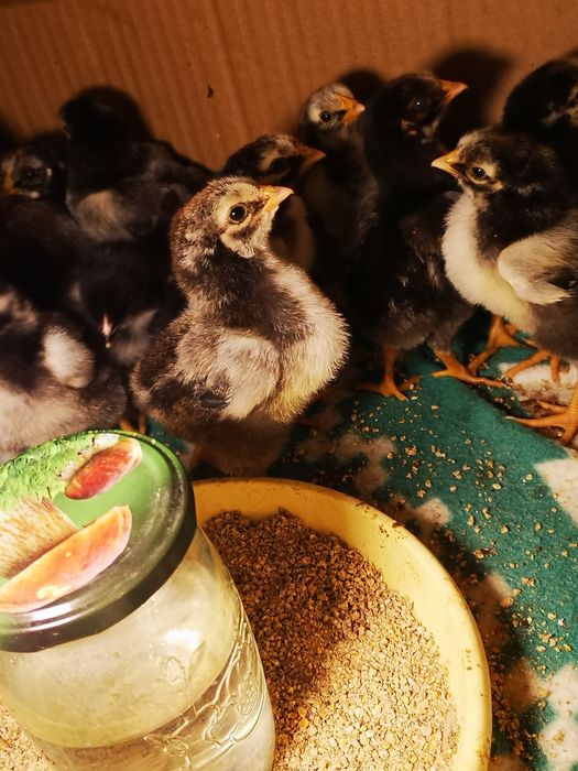 Kury Wyandotte srebnołuskowane olbrzymie jaja lęgowe, pisklęta