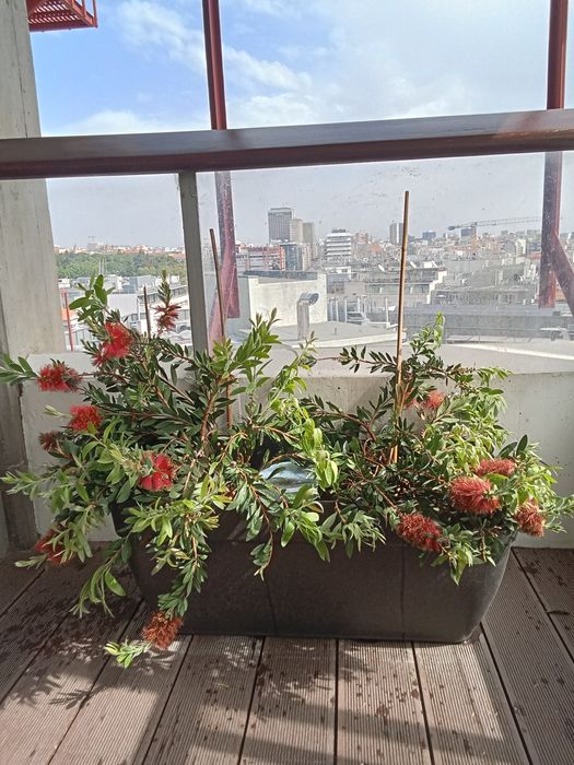 Manutenção de plantas interior Lisboa
