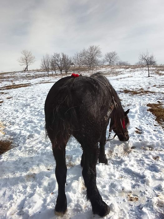 Продається кінь.