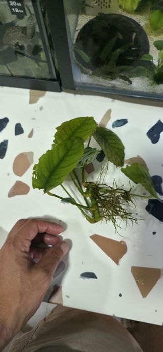 Anubias e mugo de java