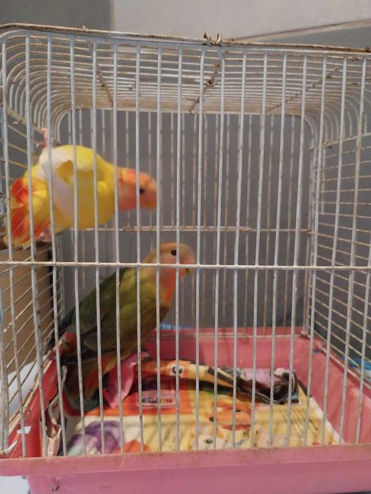 Papugi nierozłaczki czerwonoczelne