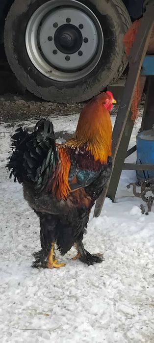 Sprzedam koguta brahma olbrzymia 130zl