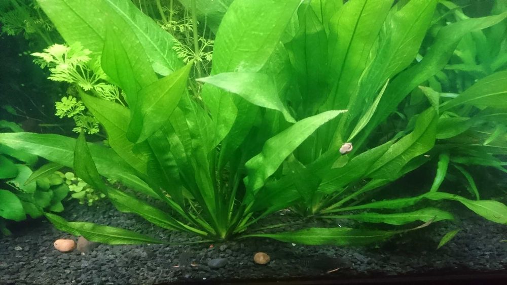 Żabienica - szczepki, oraz inne rośliny do akwarium