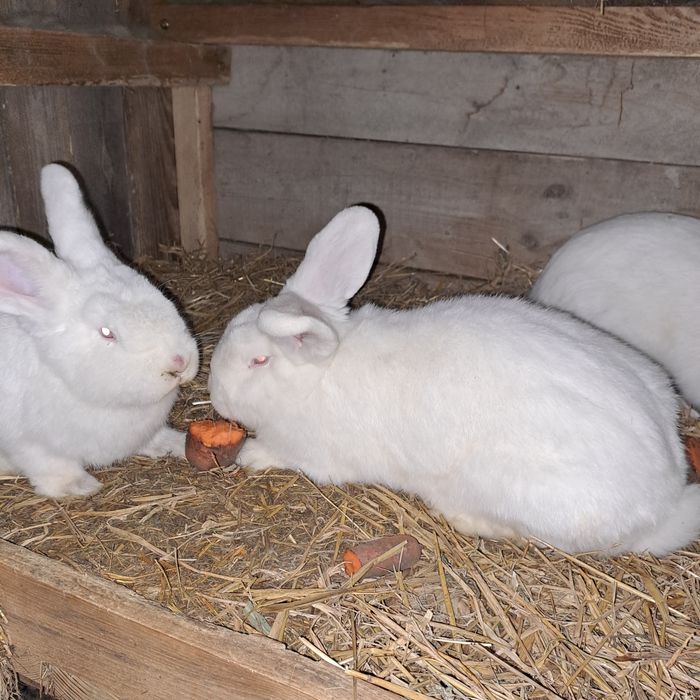 Sprzedam króliki lub zamienię