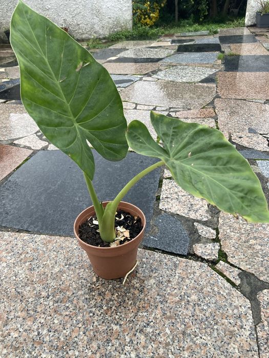 Plantas Alocasias