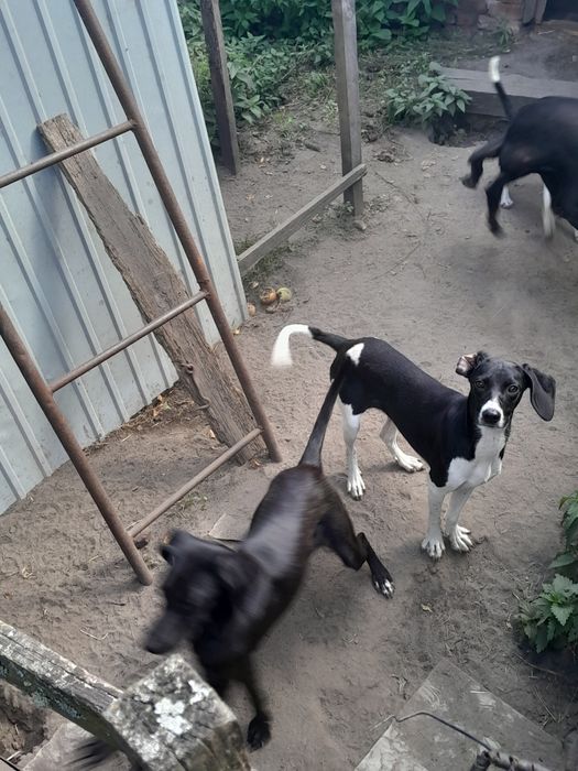 Щенята 4 дівчинки