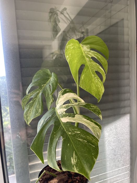 planta Monstera variagata