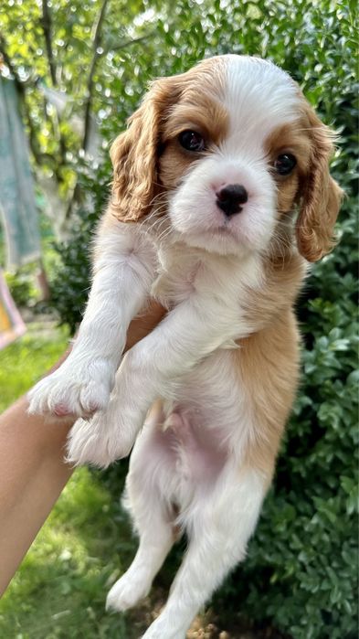 Кавалер Кінг Чарльз Спаніель