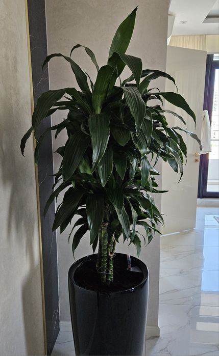 Комплексний догляд за кімнатним озелененням, фітодизайн