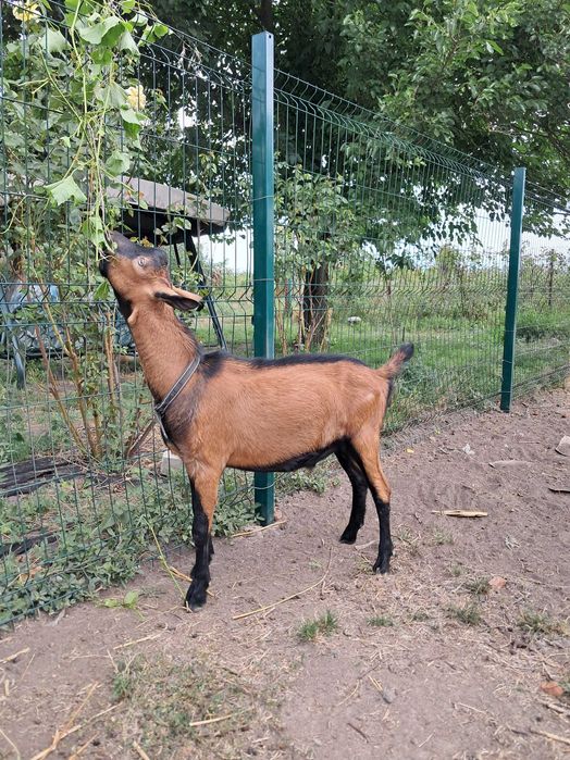 Цап (козел) 100% альпійської породи французької селекції, спокійний