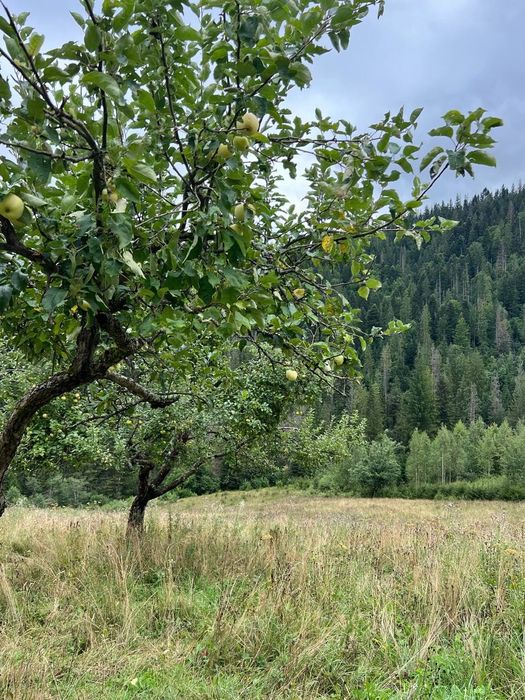 Земля Карпати Микуличин 25 сот біля потічка, будівництво,норм дорога