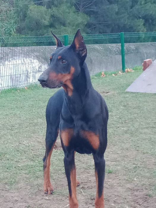 Doberman procura namorada