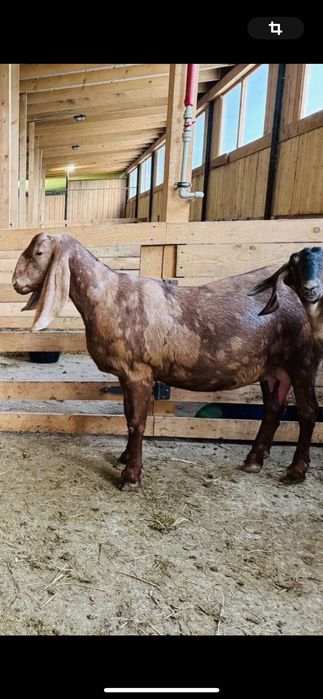 Каморі козочки 50%