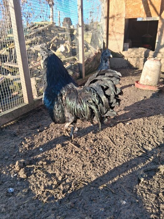 Kogut  rasy Ayam cemani