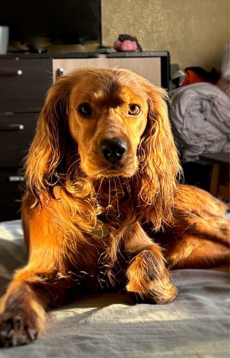 Малюки англ кокер спаніеля