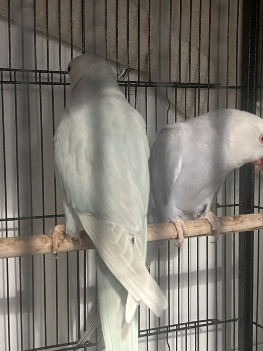 Ring neck casal a venda tenho 2 casais