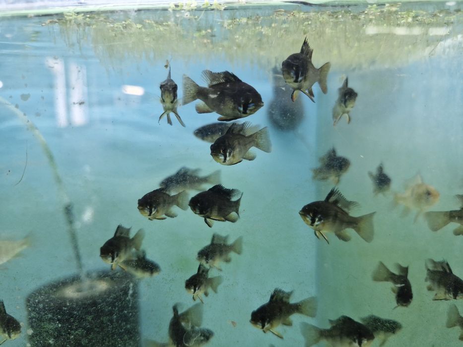 Ramirezi dark nacional