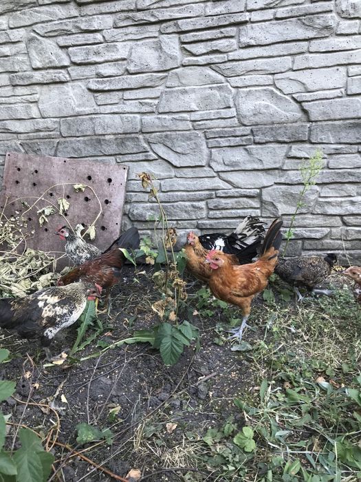 Продам карликових півників петухів бентамки