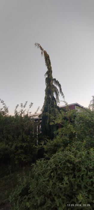 Cyprysik nutkajski 6,5m tuja
