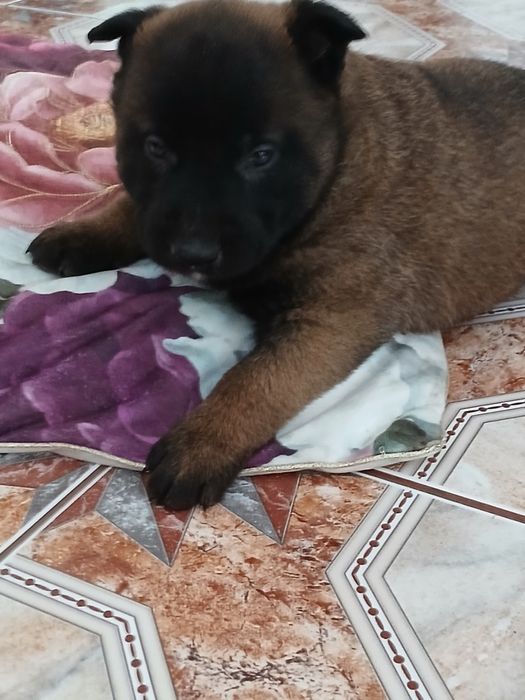 Szczenię owczarek belgijski malinois