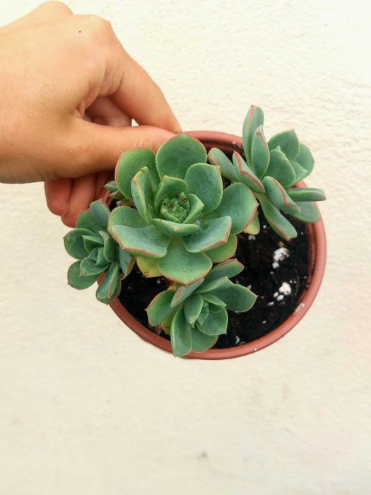 Suculenta variadas 5€/uni