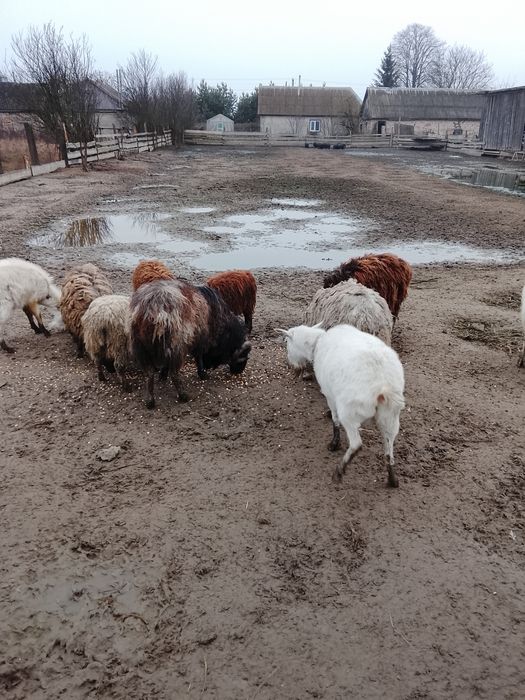 В'єтнамські свинки