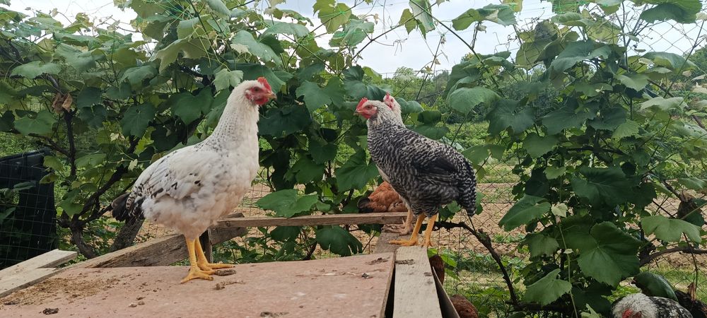 Продам живих півників