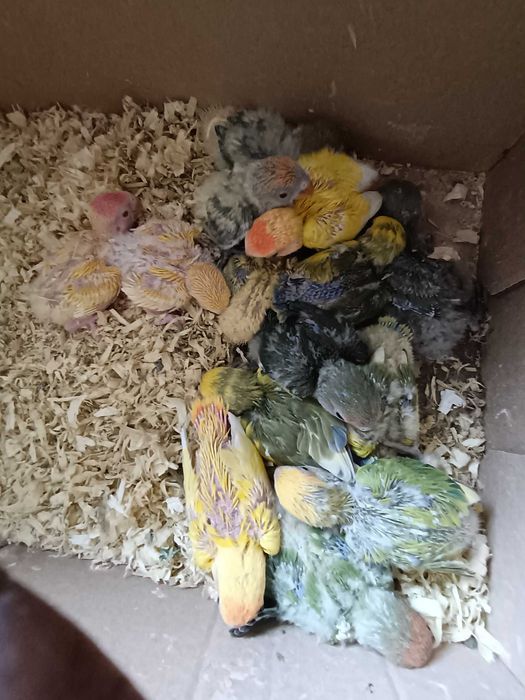 Vendo aves bebés dóceis