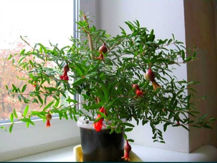 Саджанці граната кімнатного від 55 грн.(без врахування комісії)