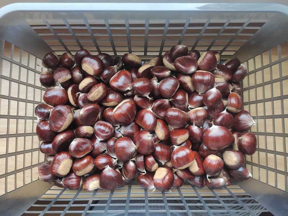 Kasztany jadalne - świeże - 1kg