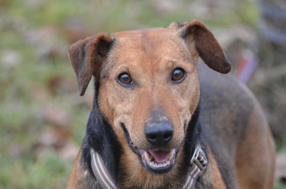 Pies "Rambo" - do adopcji