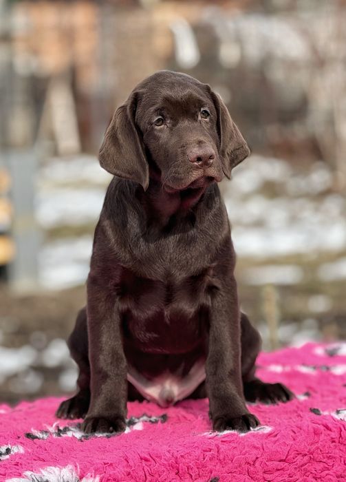 Лабрадор ретривер,  хлопчик 3, 5 місяця!