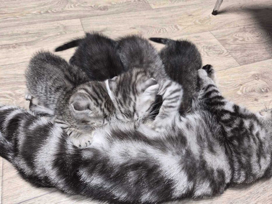 Продам кошенят
