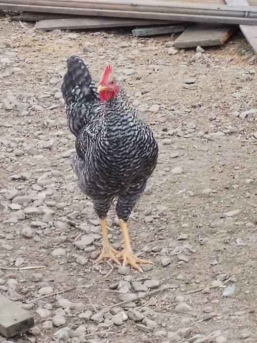 Koguty kury koguty kaczki welsh harlequin i khaki campbell