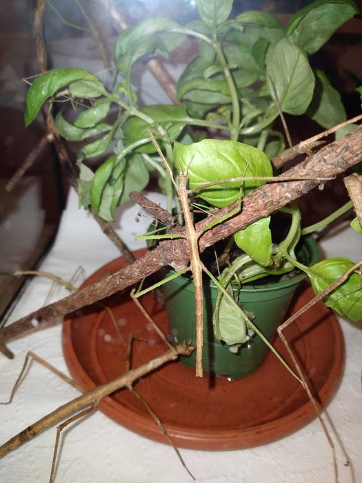 Patyczaki za darmo, nowe malutkie okazy