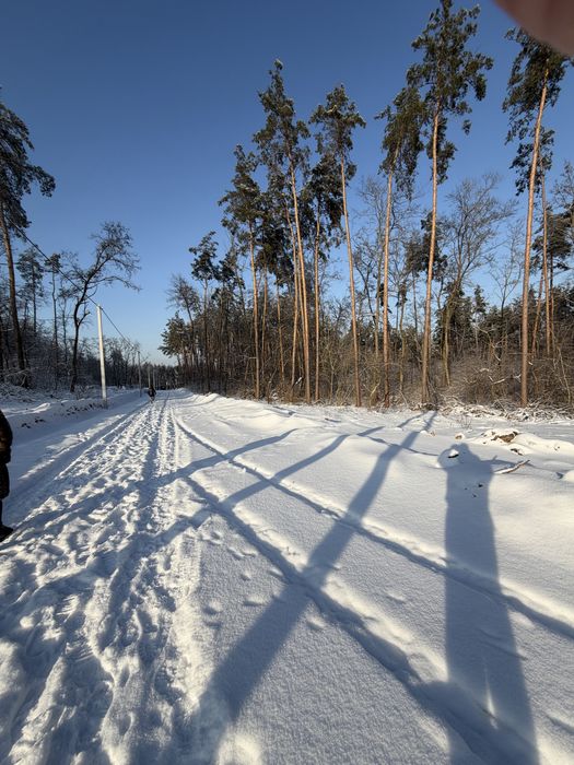 Ділянка у сосновому лісі 8-10 соток с. Ходосівка Новообухівська траса