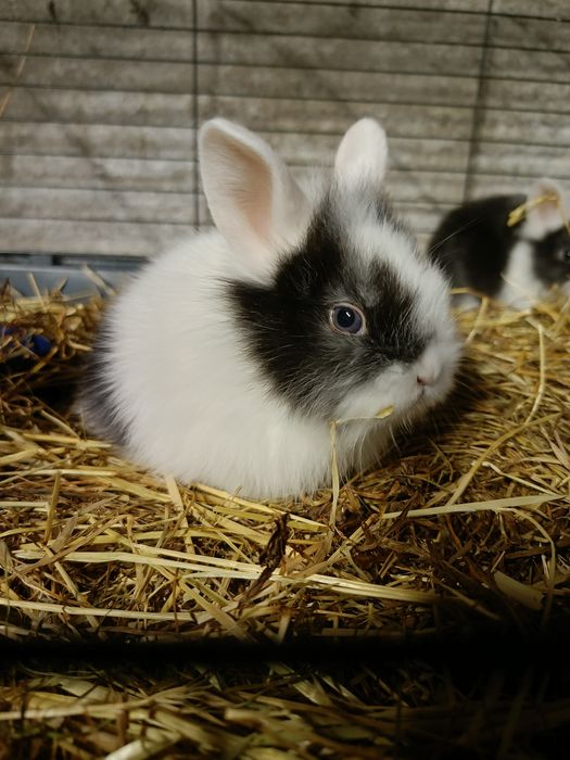 Króliczki miniaturki