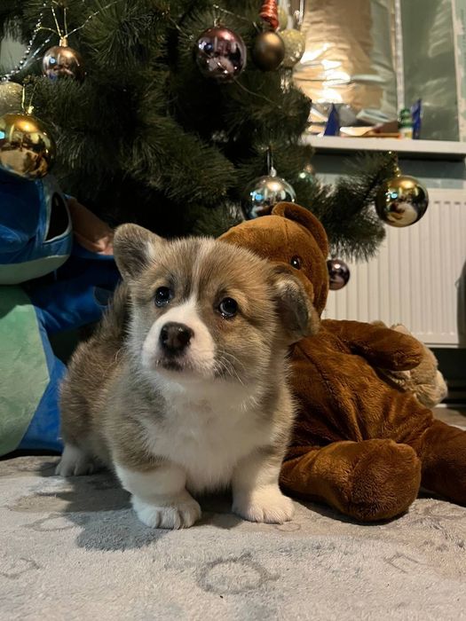 Дівчинка коргі 1,5 міс.