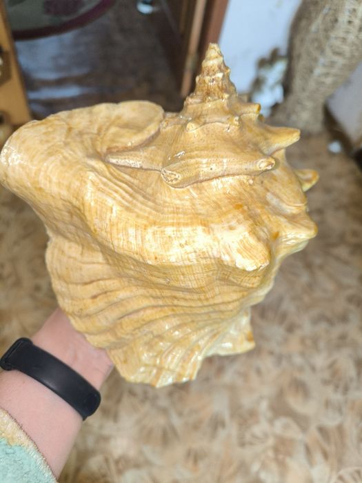 Ракушка океаническая