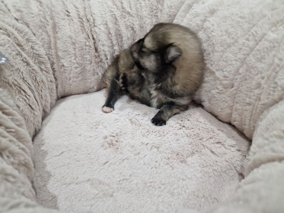 Lulu Pomerânia C/LOP Macho Spitz Alemão Anão