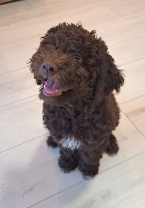 Lagotto Romagnolo- chłopczyk