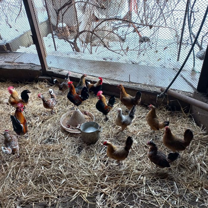 Продам Курей Бентамок