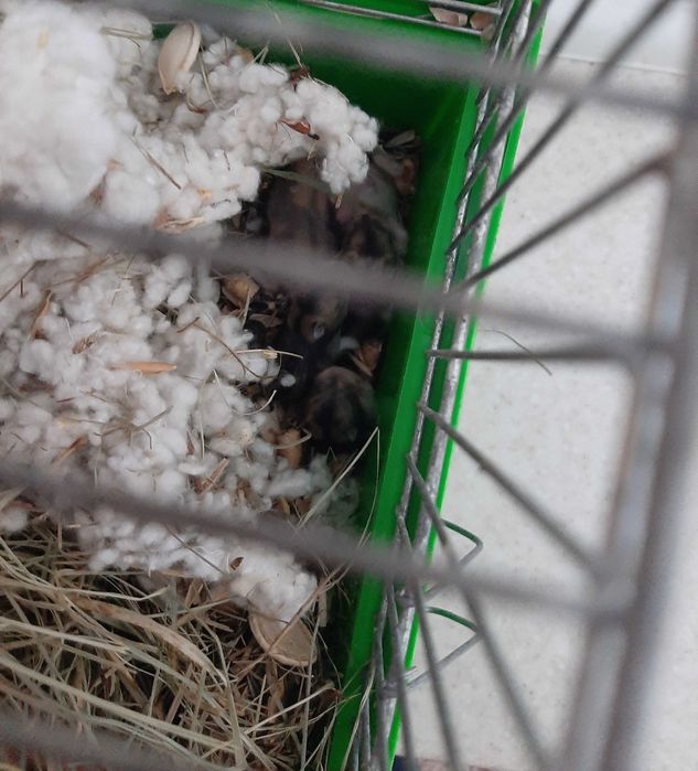 Джунгарские хомяки