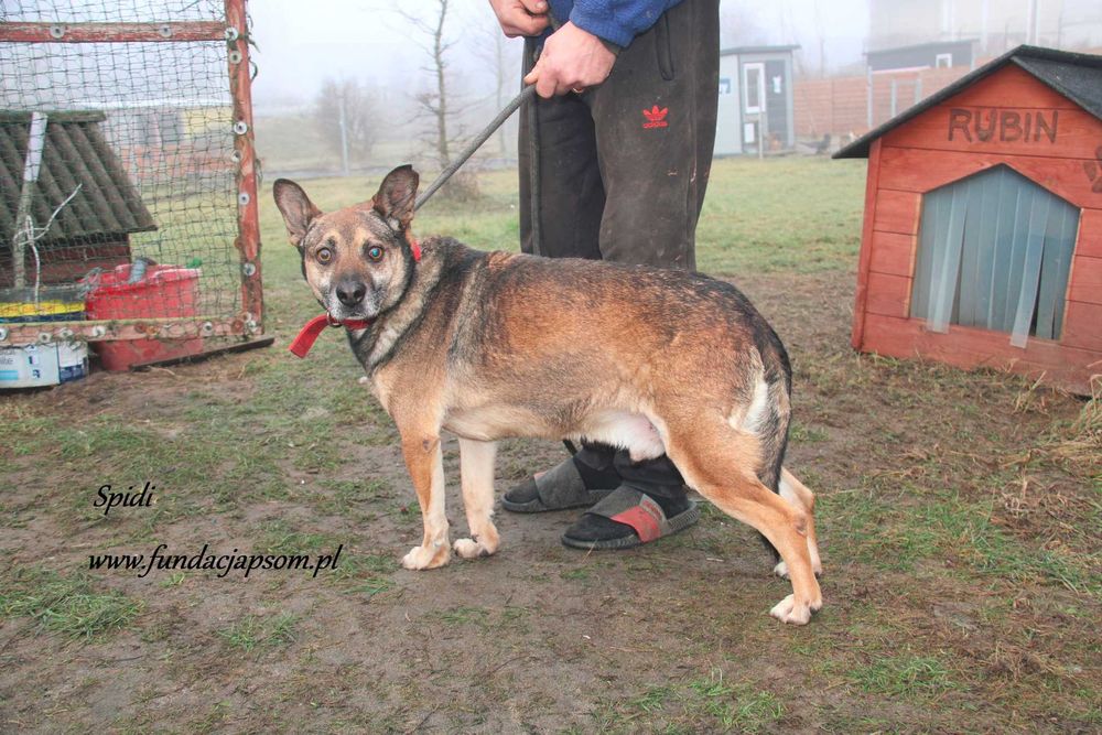 Spidi szuka właściciela