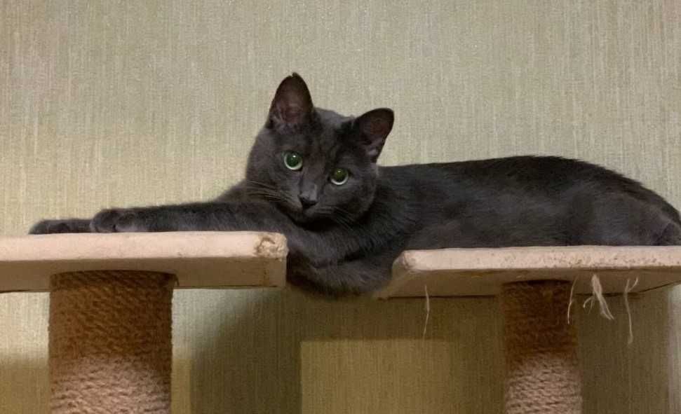 Зникла кішка, допоможіть знайти!!!