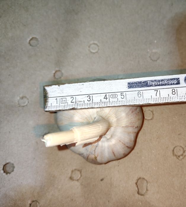 Czosnek Polski Harnaś